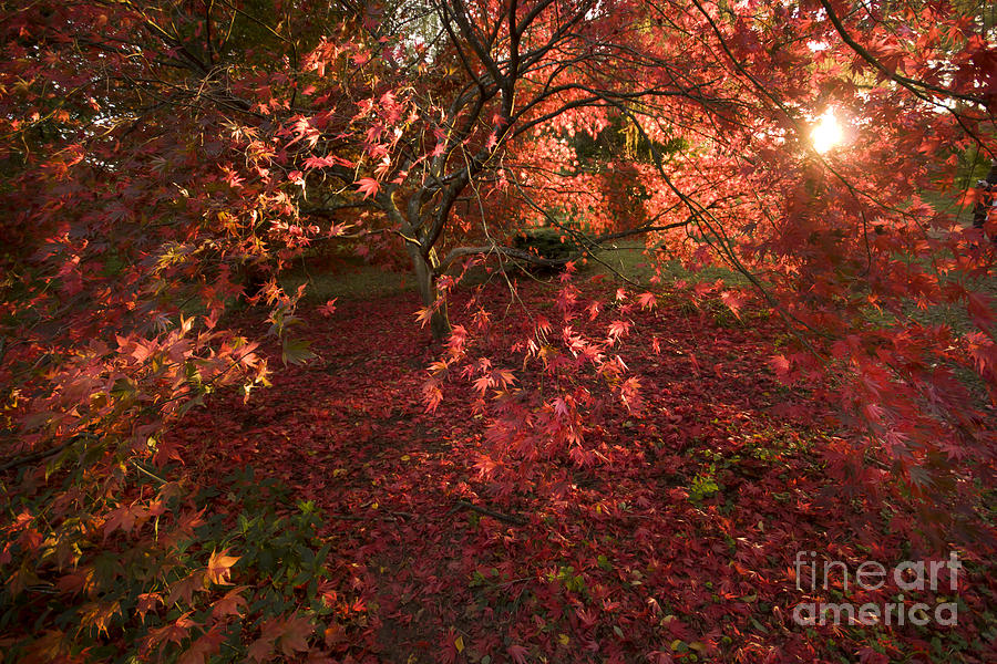 Autumn colors #1 Photograph by Ang El