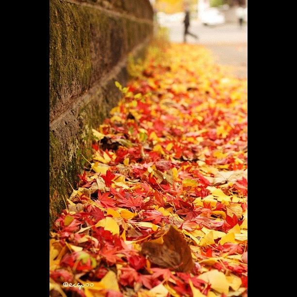 Autumn Colors #1 Photograph by Kimihiro Ecchie