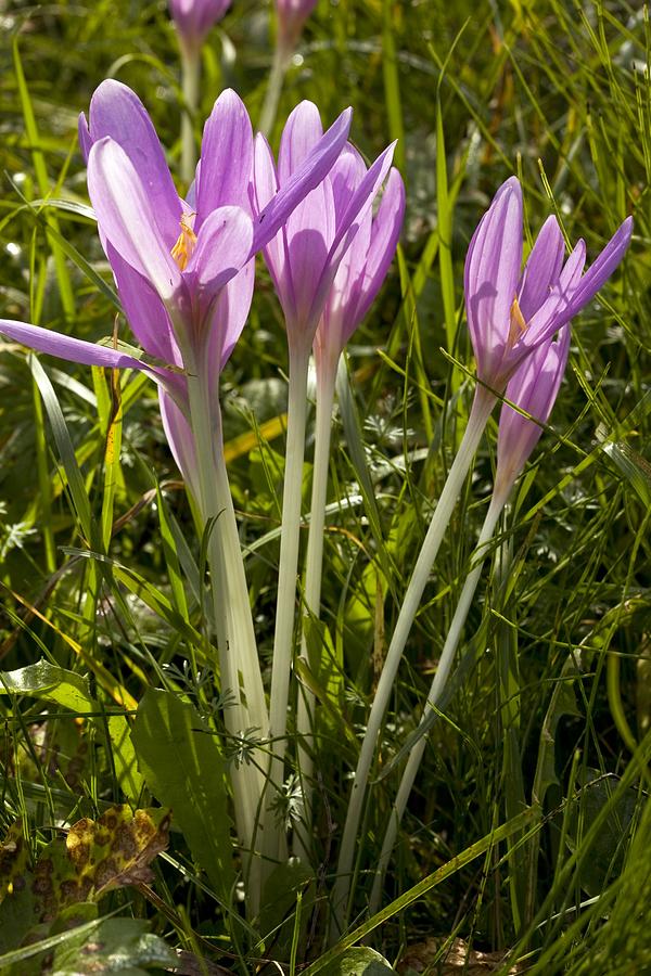 Autumn Crocus (colchicum Autumnale) Photograph by Bob Gibbons