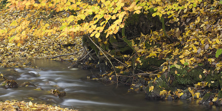 Autumn flow #1 Photograph by Ian Middleton