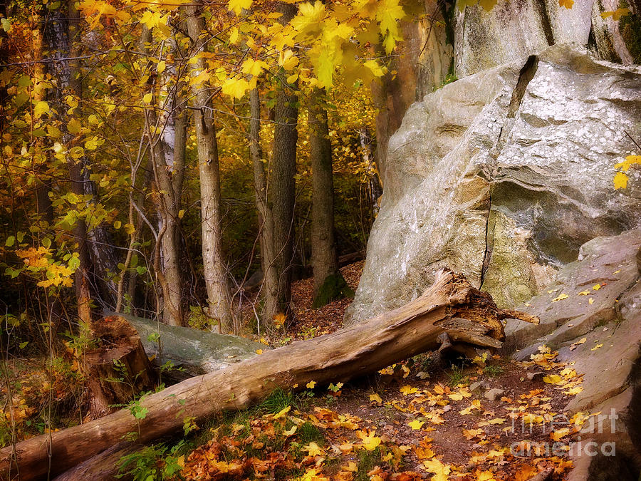 Autumn Forest Day Photograph by Lutz Baar