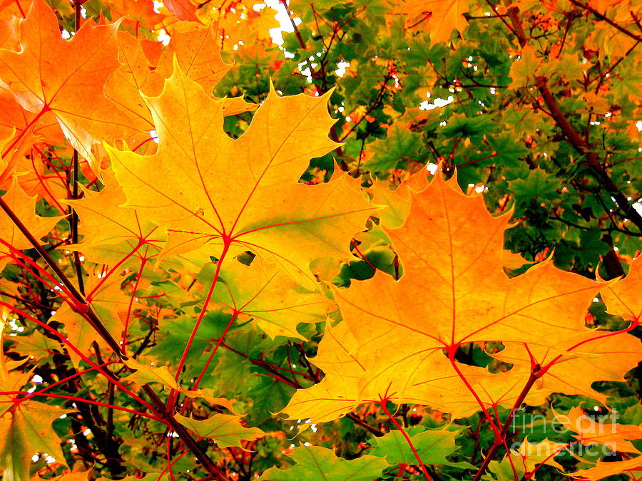 Autumn in British Columbia Photograph by Kathy Bassett
