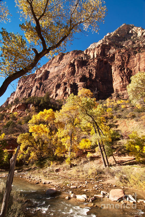 Autumn in Zion #1 Photograph by Bob and Nancy Kendrick