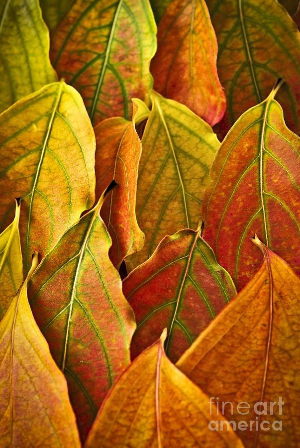 Fall Photograph - Autumn leaves arrangement 1 by Elena Elisseeva