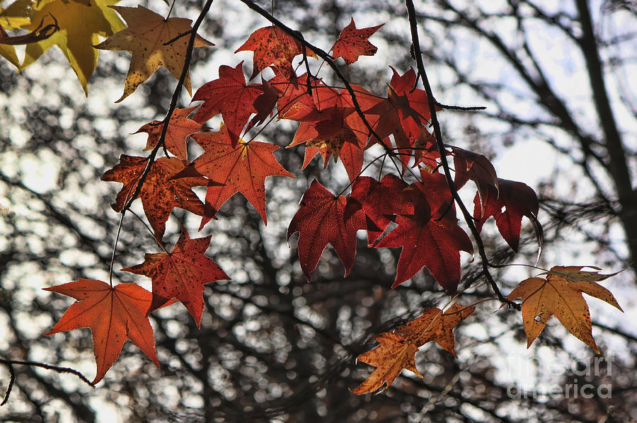 Autumn Leaves  #1 Photograph by Jeff Breiman
