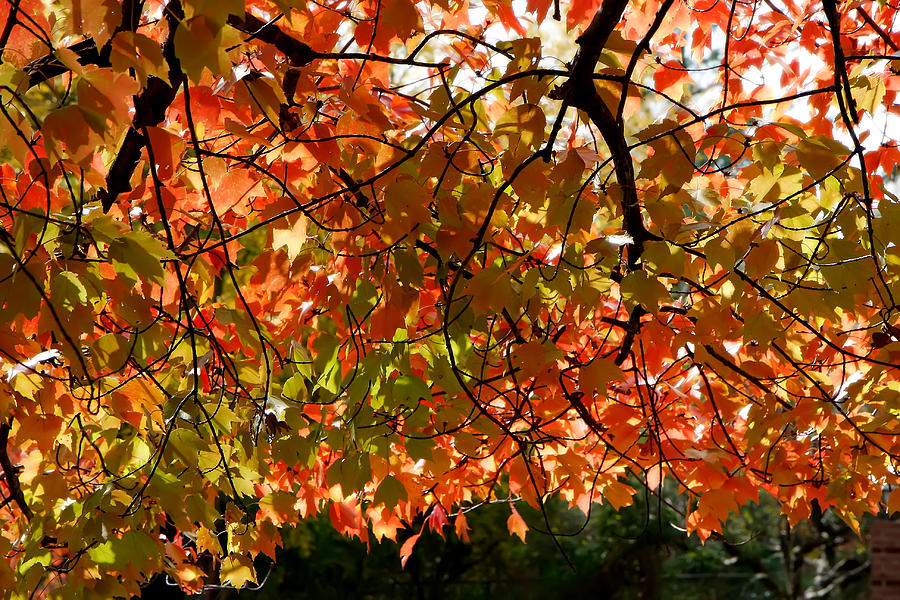 Autumn Leaves #1 Photograph by KG Thienemann
