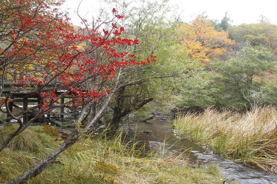 Autumn Leaves #3 Photograph by Masami Iida
