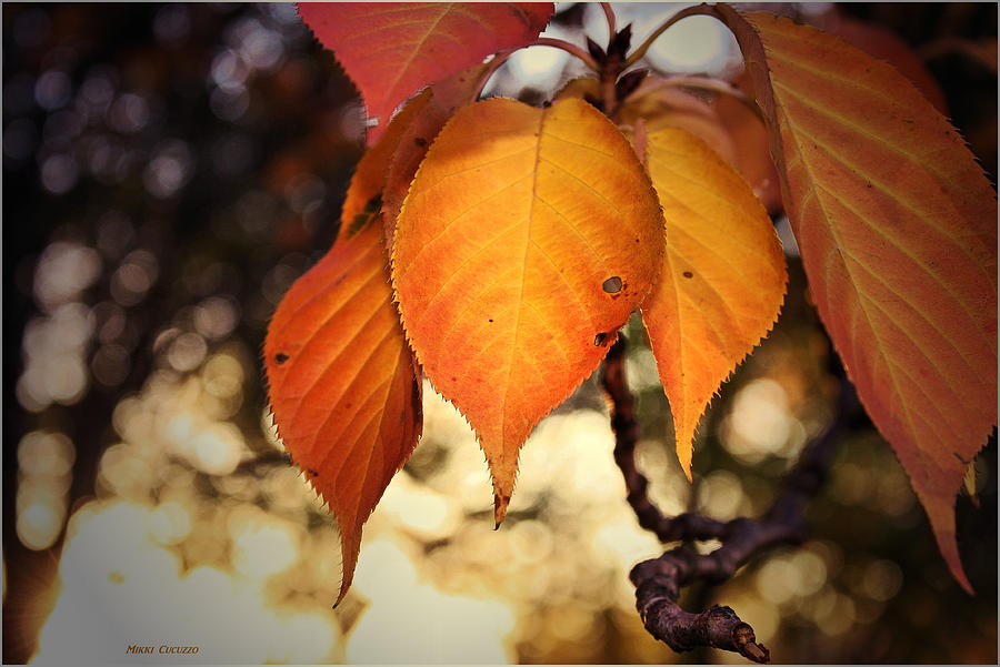Autumn Leaves #1 Photograph by Mikki Cucuzzo