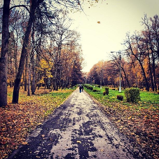 Nature Photograph - Autumn Park #wood #trees #walk #nature #1 by Grigorii Arzhanykh