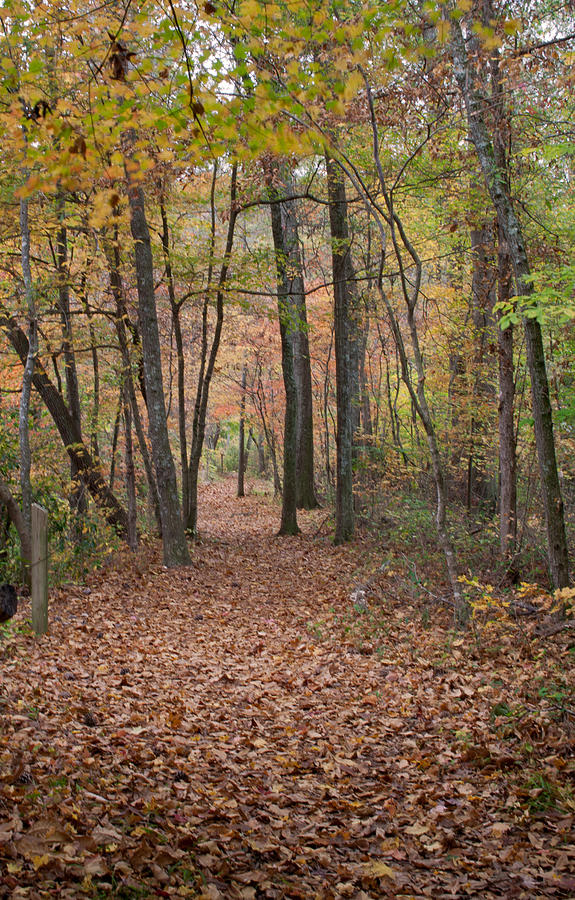 Autumn Path #1 Photograph by David Troxel