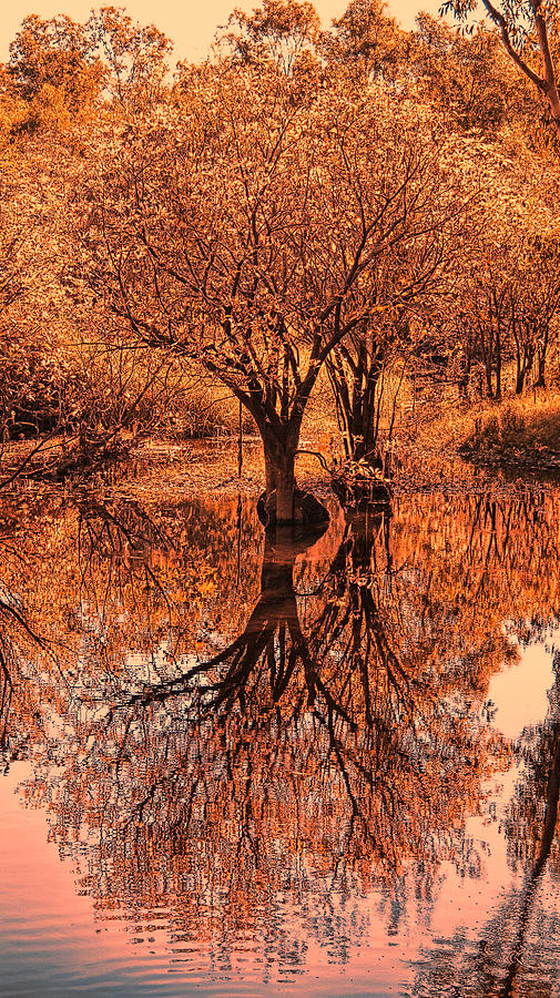 Autumn Reflections #1 Photograph by Douglas Barnard