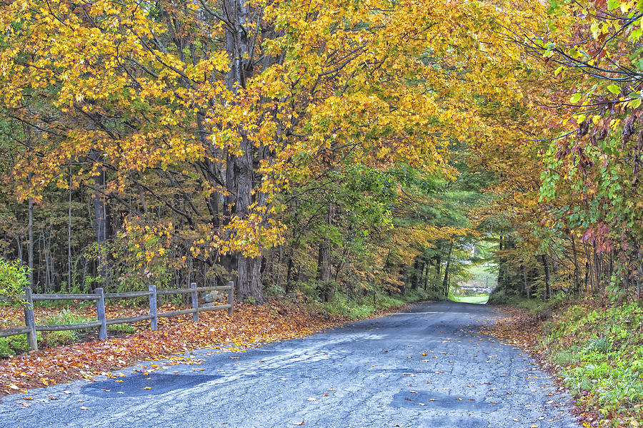 Autumn Road #1 Photograph by Tom Singleton