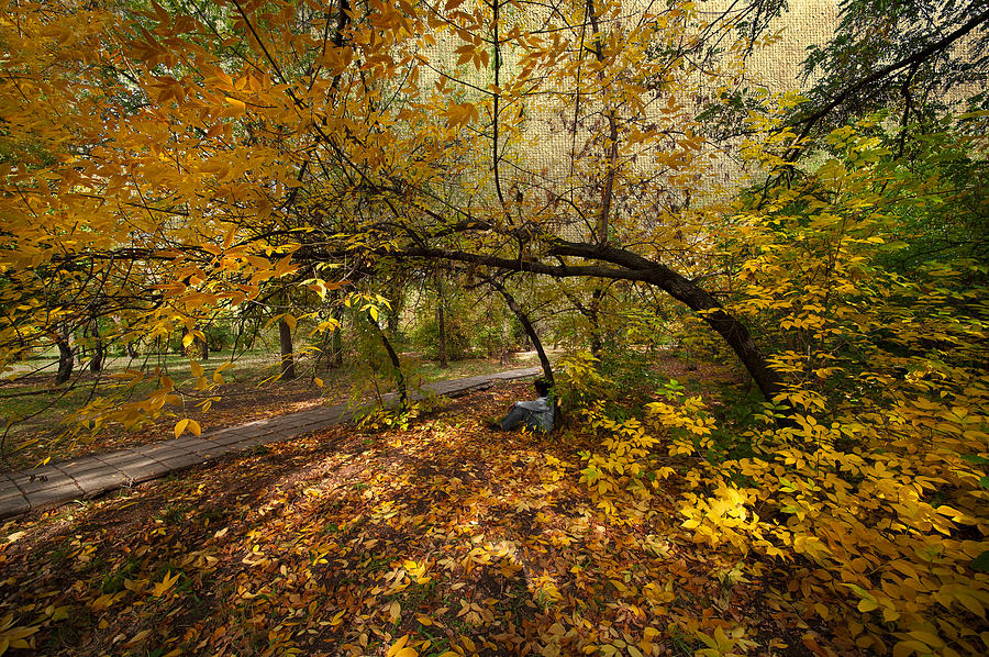 Fantasy Photograph - Autumn Tree #1 by Svetlana Sewell