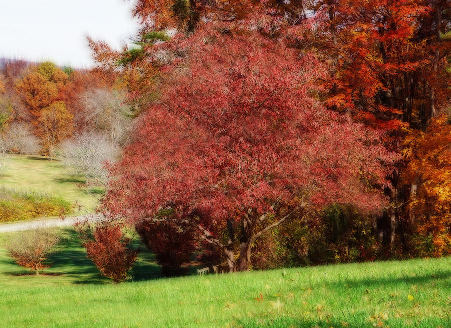 Autumn Trees #1 Photograph by Sandy Keeton