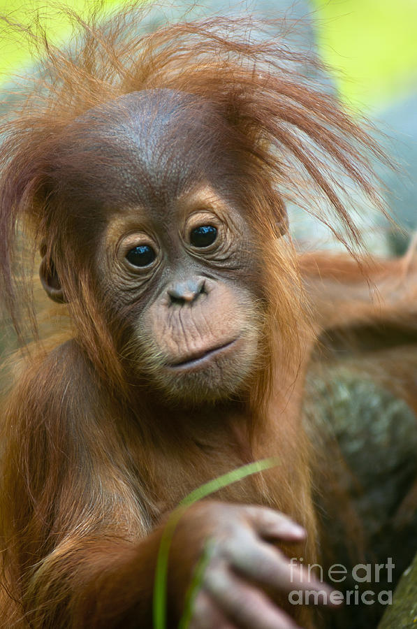 Orangutan Photograph - Baby #1 by Andrew  Michael