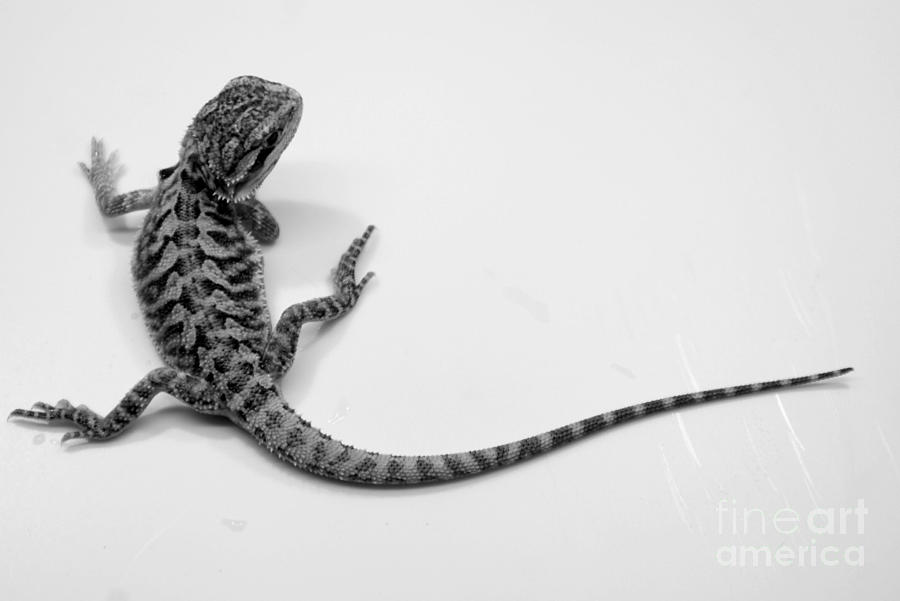 bearded dragon black and white