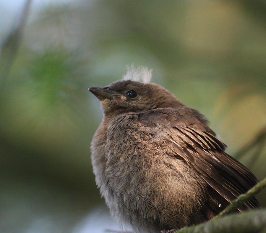 Baby Bird #1 Photograph by Cathie Douglas