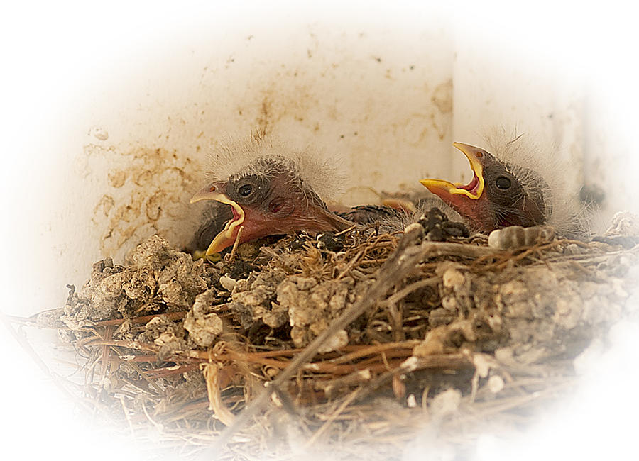 Baby Birds in Nest #1 Photograph by Joe Granita