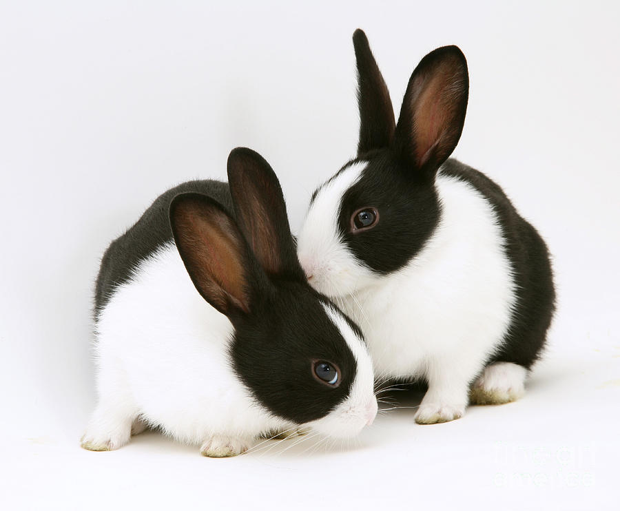 Baby Black-and-white Dutch Rabbits Photograph by Jane Burton