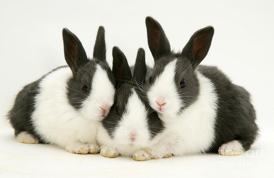 Baby Blue Dutch Rabbits #4 Photograph by Jane Burton