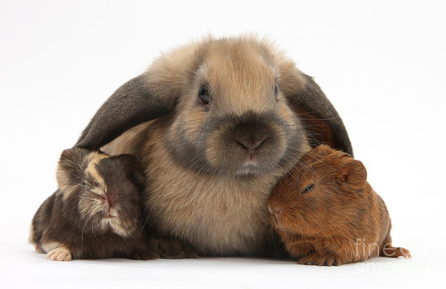 Nature Photograph - Baby Guinea Pigs And Rabbit #1 by Mark Taylor