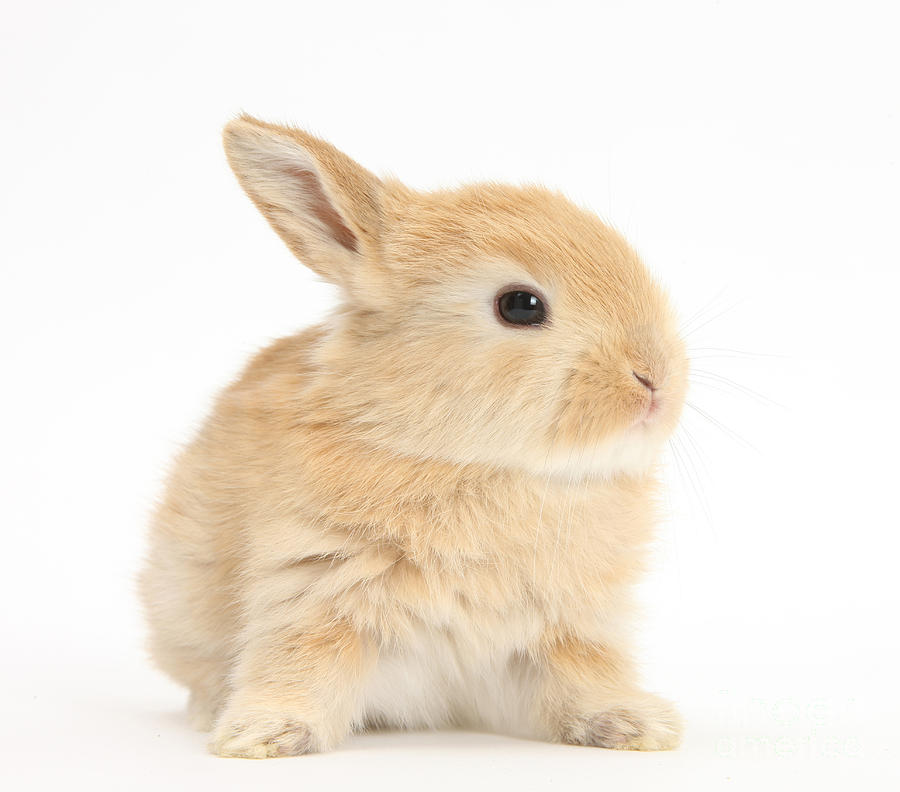 Animal Photograph - Baby Lop Rabbit #1 by Mark Taylor