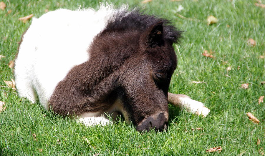 Baby Miniature Horse #1 Photograph by Jeff Lowe
