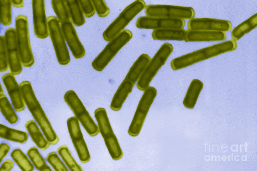 Bacillus Cereus, Lm #1 Photograph by ASM/Science Source