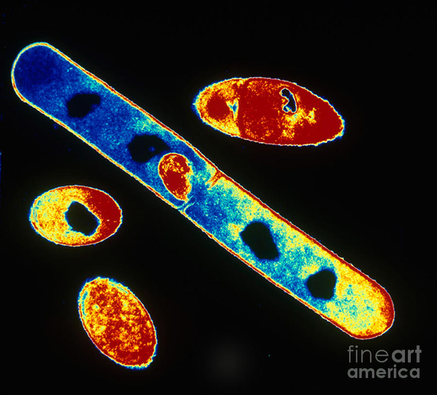 Bacillus Subtilis #1 Photograph by Omikron