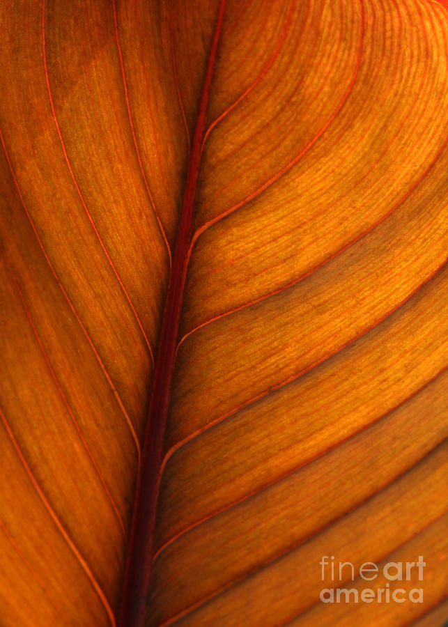 Backlit Leaf #1 Photograph by Sabrina L Ryan