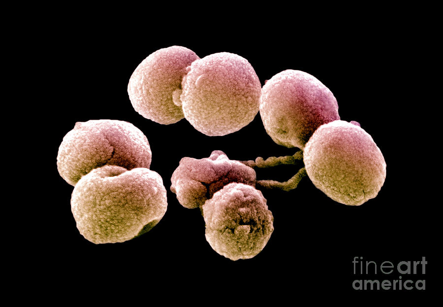 Bacteria Photograph - Bacteria, Streptococcus Pneumoniae, Sem #1 by Science Source