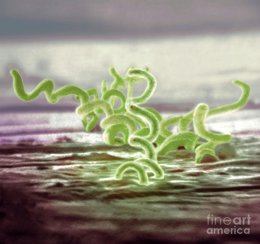 Bacteria, Treponema Pallidum, Sem #1 Photograph by Science Source