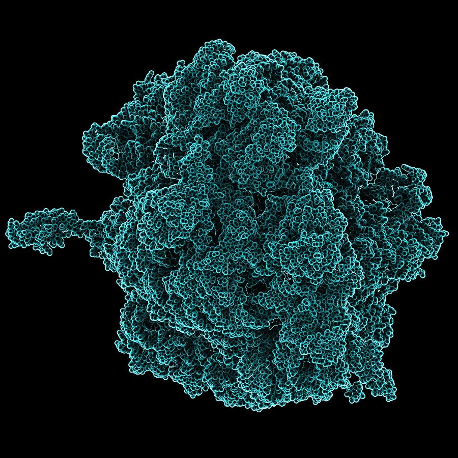 Bacterial Ribosome, Molecular Model Photograph by Laguna