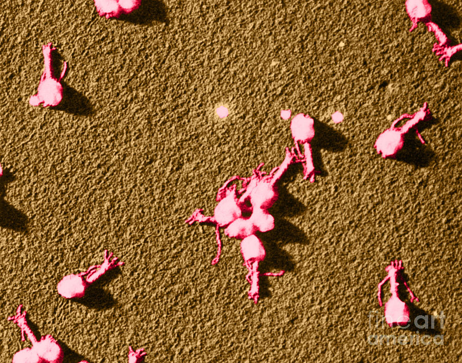 Bacteriophage T4, Tem #1 Photograph by Omikron