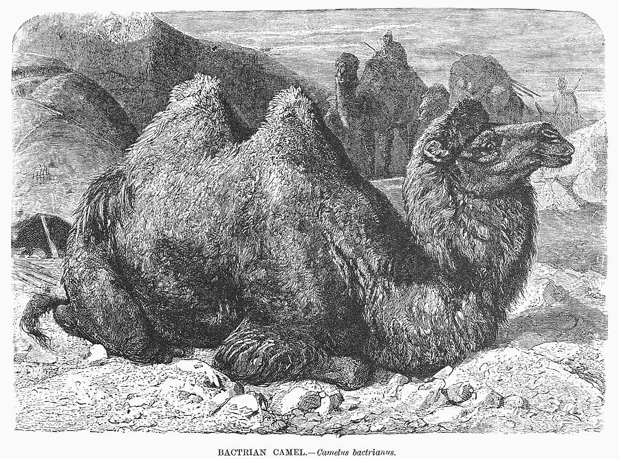 Bactrian Camel #1 Photograph by Granger