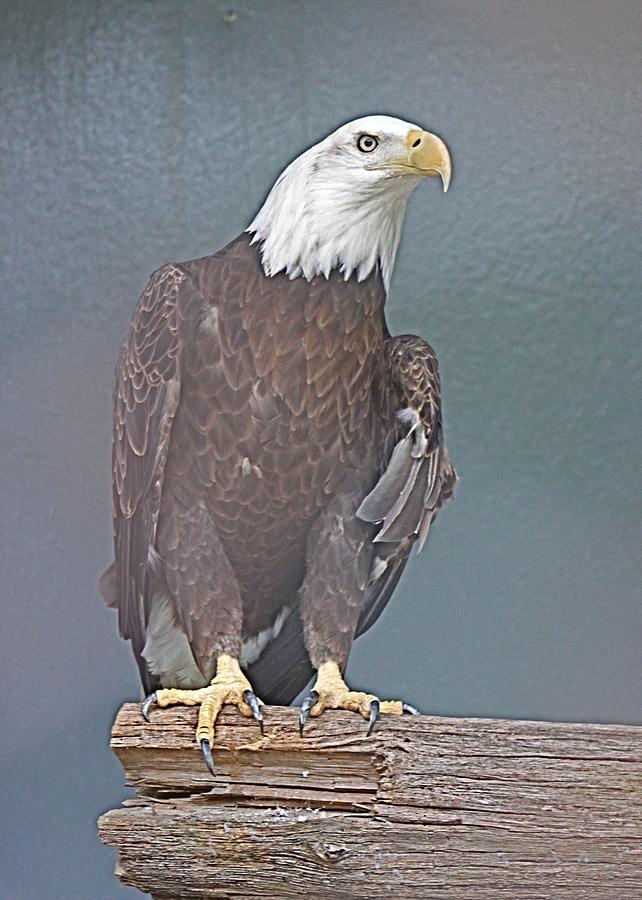 Bald Eagle at Center for Birds of Prey #1 Photograph by Jeanne Juhos
