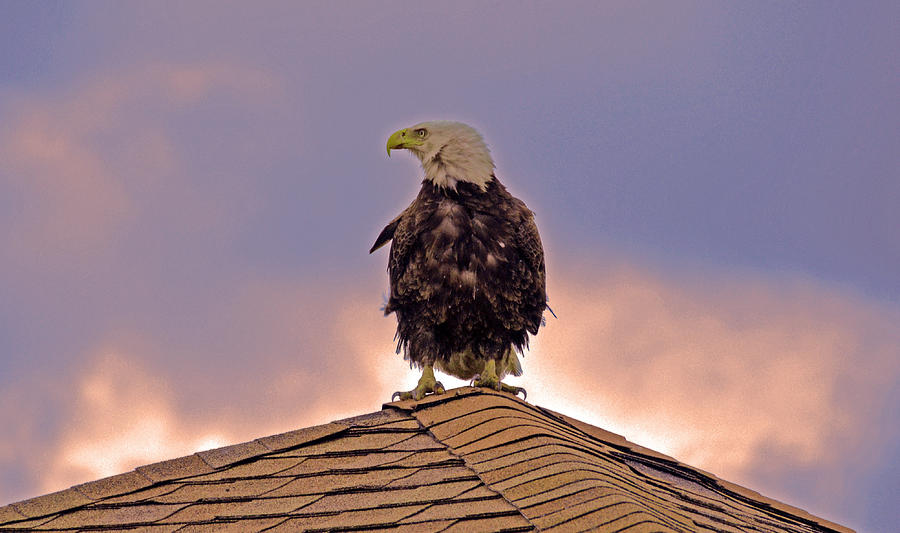Bald Eagle #1 Photograph by Bill Hosford