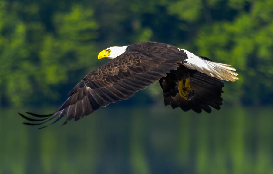Bald Eagle #1 Photograph by Brian Stevens