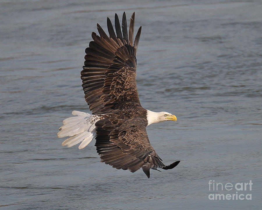 Bald Eagle #1 Photograph by Craig Leaper