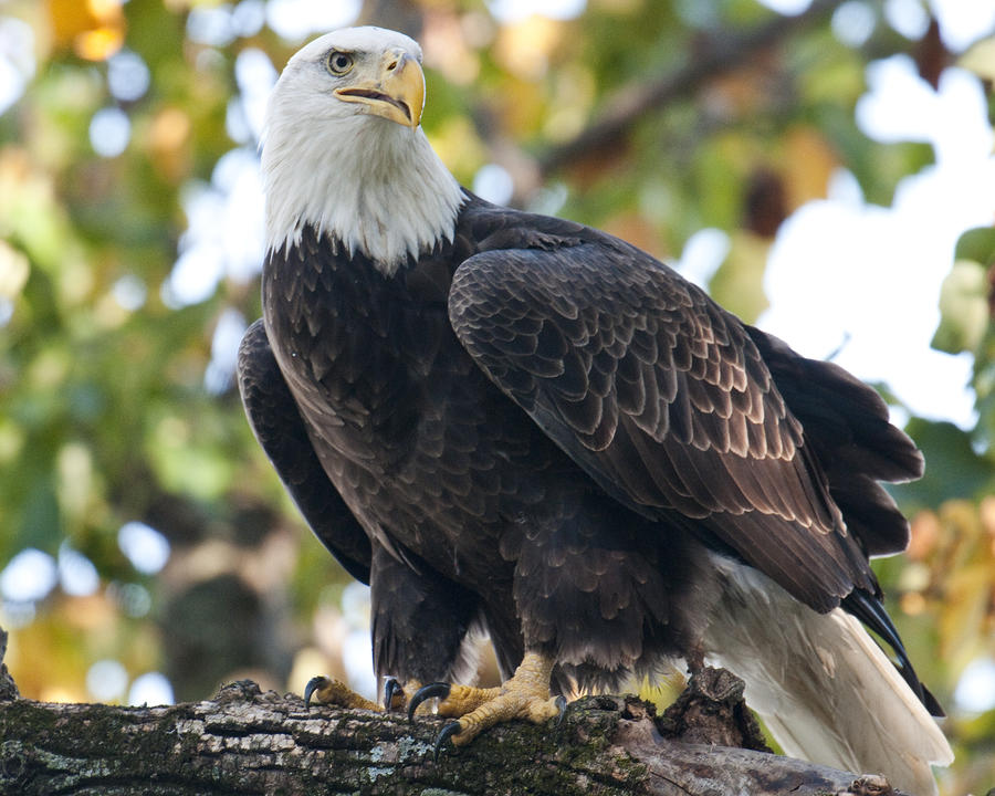 Bald Eagle #1 Photograph by Craig Leaper
