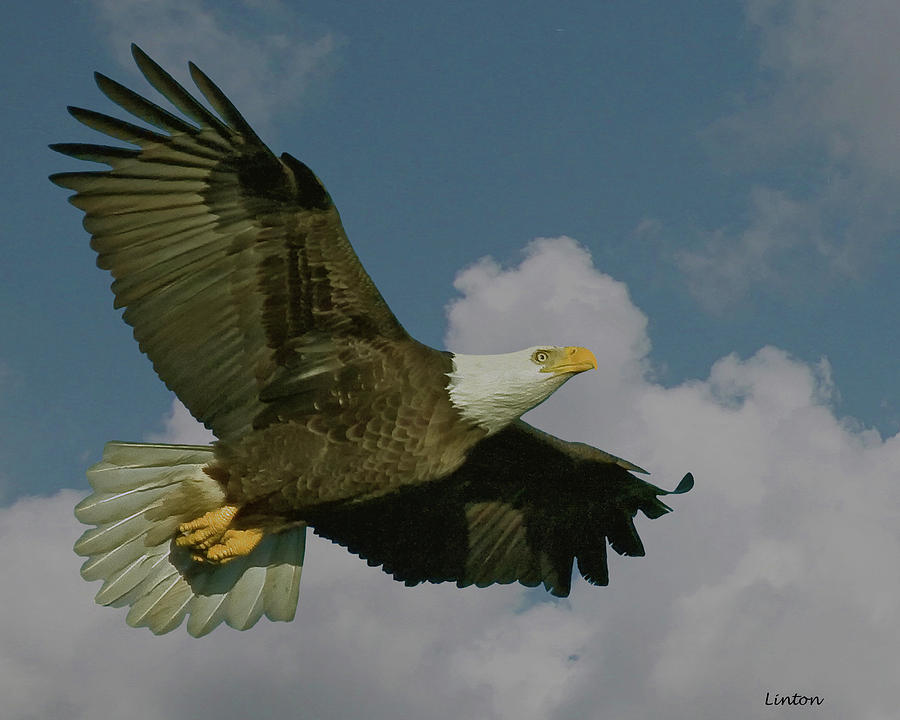 Eagle Photograph - Bald Eagle Flight #1 by Larry Linton