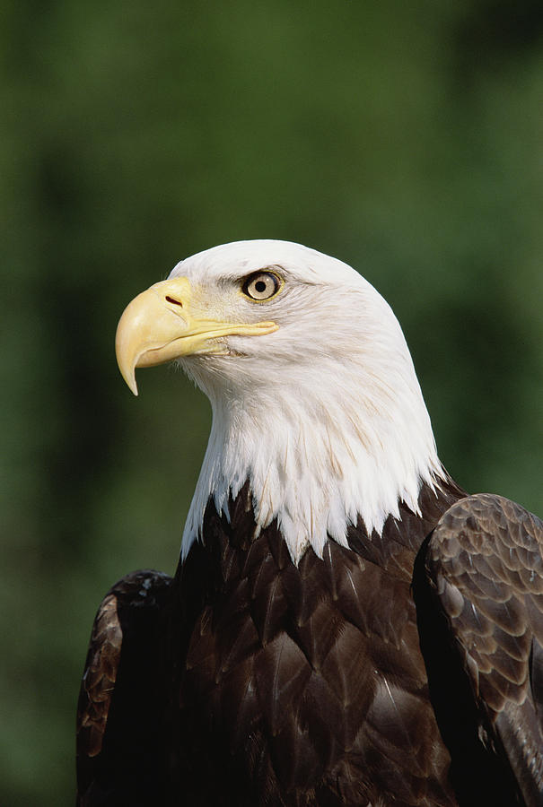 Bald Eagle Haliaeetus Leucocephalus Photograph by Konrad Wothe