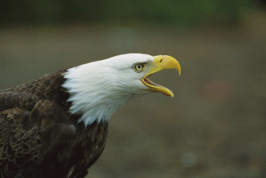 Bald Eagle Haliaeetus Leucocephalus #1 Photograph by Suzi Eszterhas