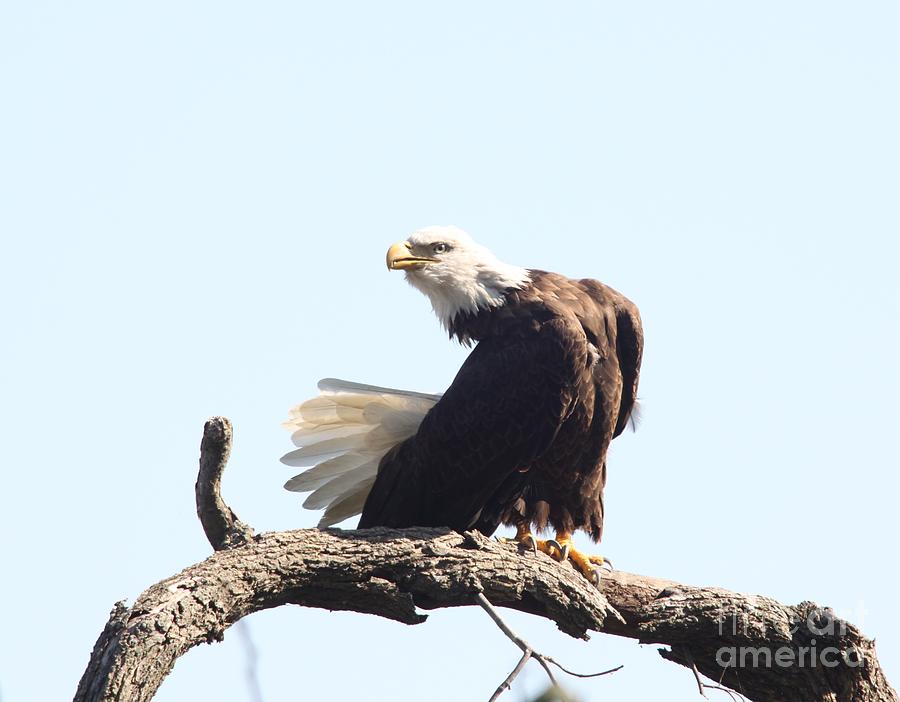 Bald Eagle #1 Photograph by Jack R Brock