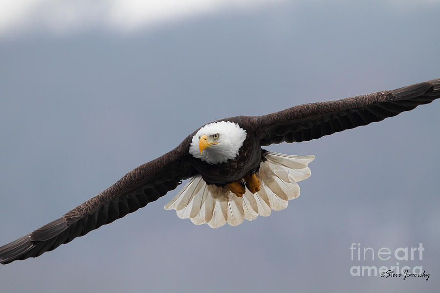 Bald Eagle #1 Photograph by Steve Javorsky