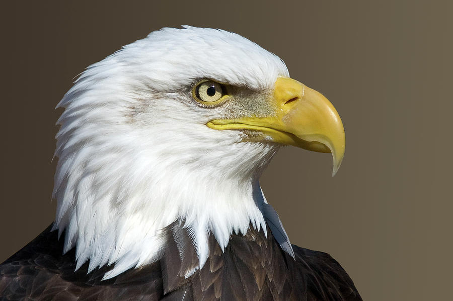 Bald Eagle #1 Photograph by Steve Stuller