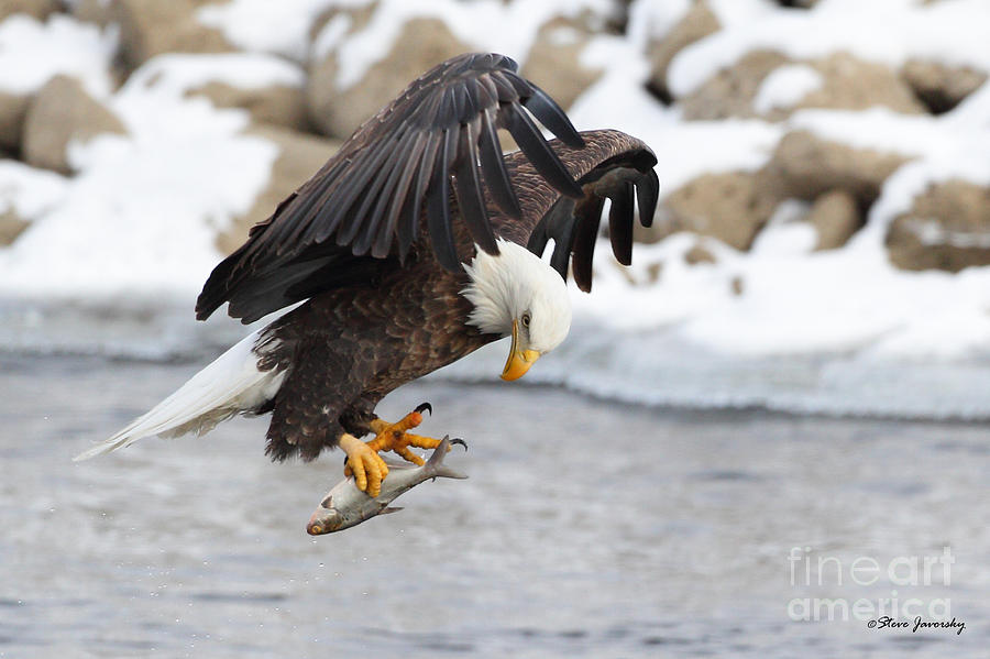 Bald Eagle with FIsh #1 Photograph by Steve Javorsky