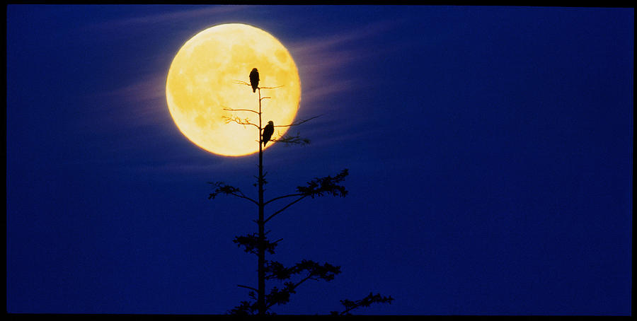 Bald Eagles Silhouetted Against A Full Moon #1 Photograph by David Nunuk