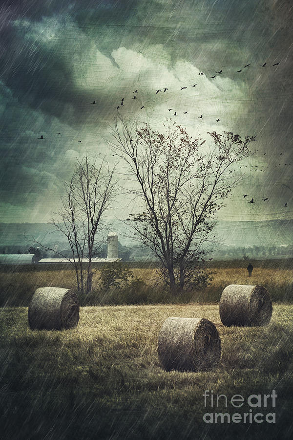 Bales of hay in field on a rainy day #1 Photograph by Sandra Cunningham