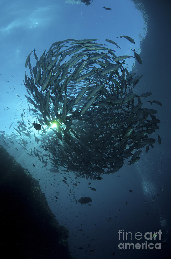 Fish Photograph - Ball Of Trevally On Liberty Wreck #1 by Mathieu Meur